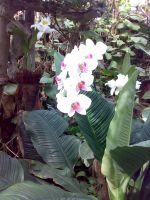 Loro Parquen orkidea